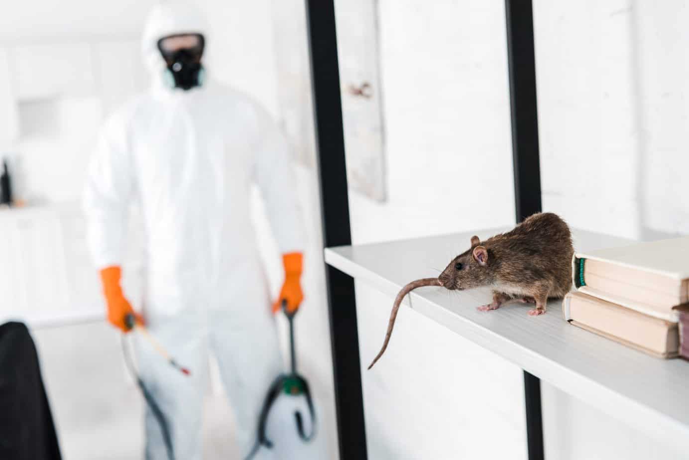 Rodent-Pest-Control-Services