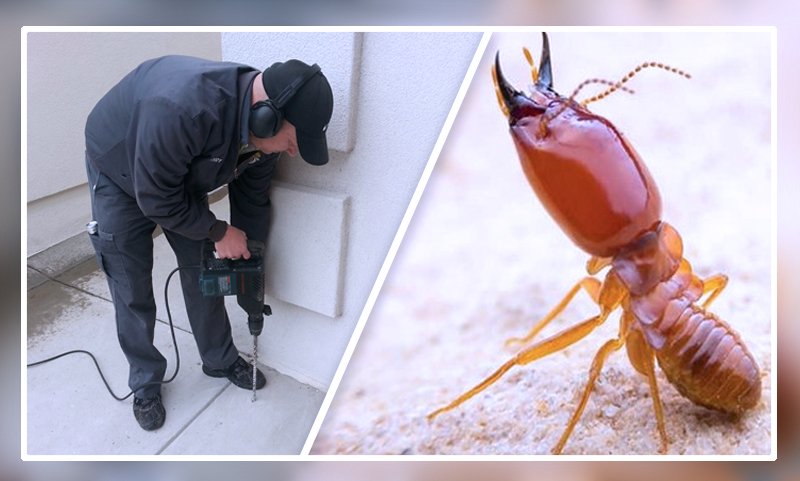 Termite-Control-Services
